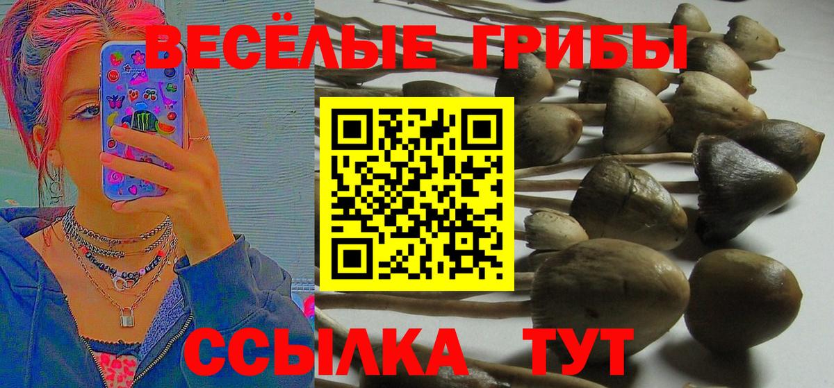 где найти наркотики  Вход с VPN  Хасавюрт  Галлюциногенные грибы Psilocybine cubensis 